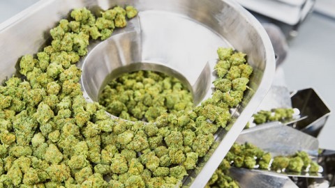 Marijuana bud being weighed into containers